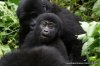 2 day Gorilla tracking in Rwanda | Rwanda, Rwanda