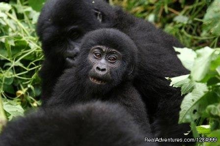 Gorilla-trekking tour | 2 day Gorilla tracking in Rwanda | Rwanda, Rwanda | Sight-Seeing Tours | Image #1/2 | 