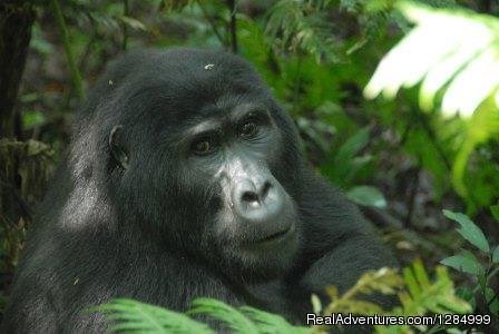 Gorilla-trekking-Rwanda | 2 day Gorilla tracking in Rwanda | Image #2/2 | 