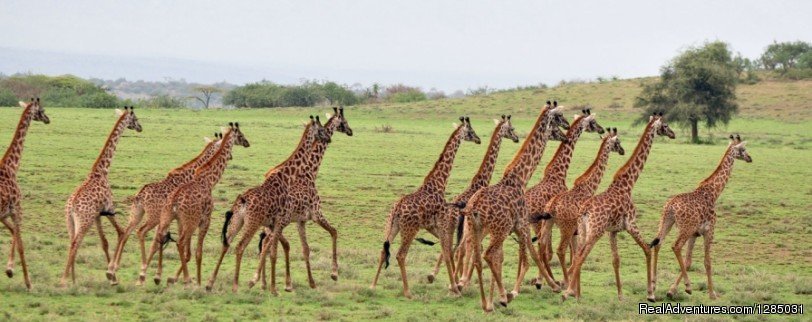 National Parks in Tanzania | Holidays Safari Tour in Tanzania | Image #3/6 | 