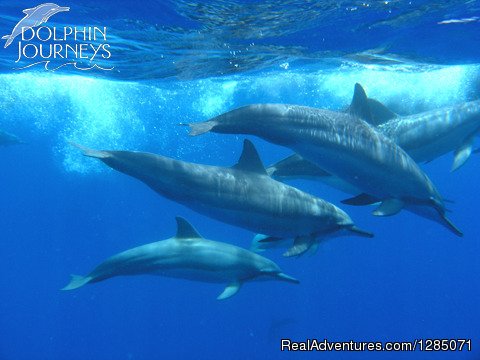 Dolphin Pod | Dolphin Journeys - Kona Coast  Big Island Hawaii | Image #3/4 | 