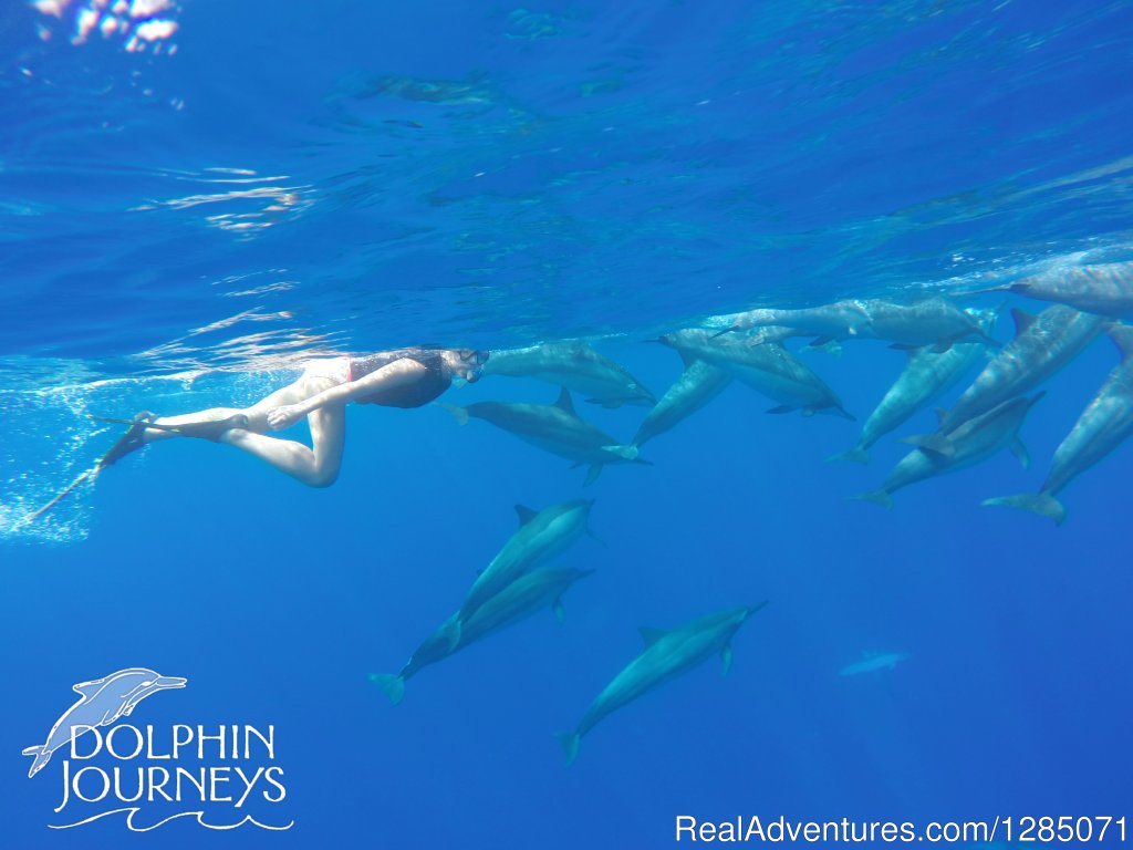 Becoming one of the pod | Dolphin Journeys - Kona Coast  Big Island Hawaii | Image #4/4 | 