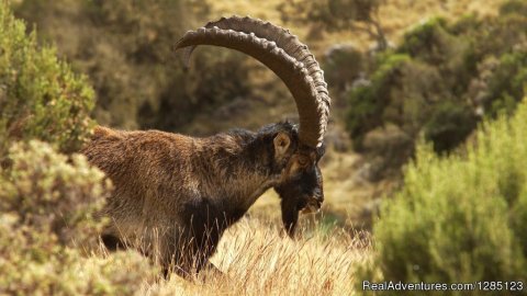 Image of Walia Ibex