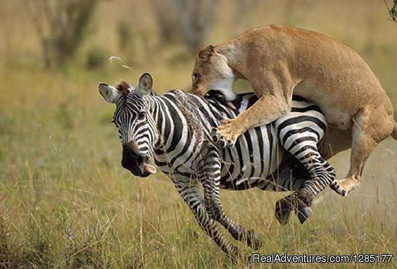 East Africa Exotic Safaris | East African Exotic Safaris | Image #6/12 | 