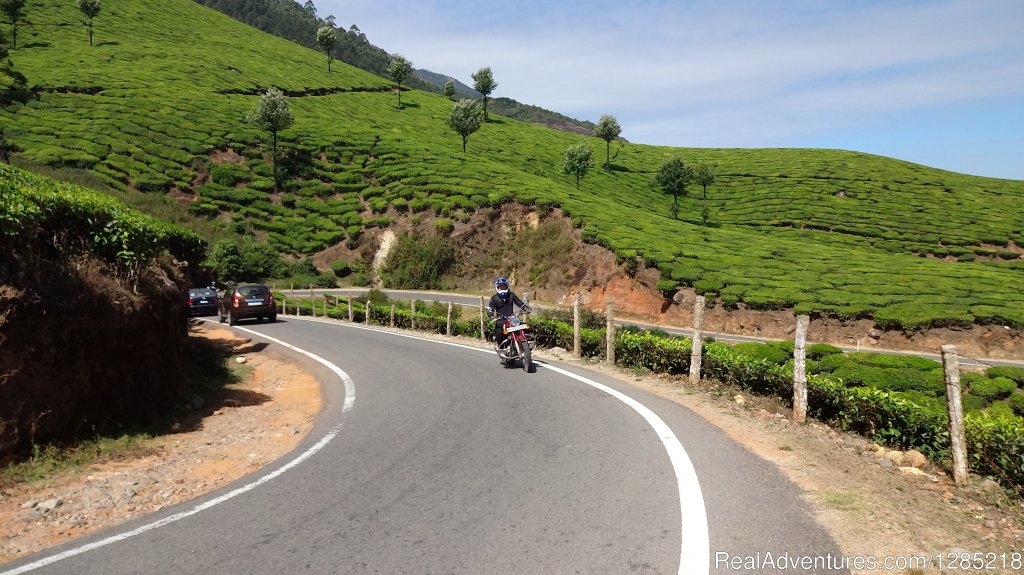 Tea plantation in South India | Motorcycle Tours India -Royal Bike Riders | Image #3/25 | 