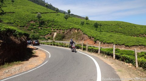 Tea plantation in South India