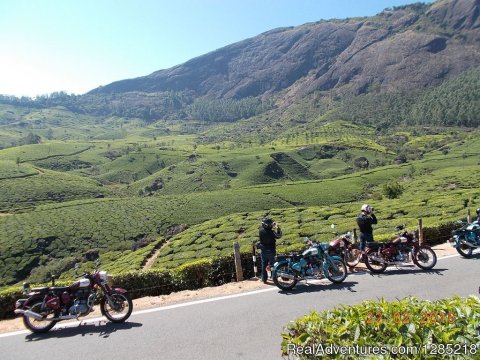 Huge Tea Plantation in South India.