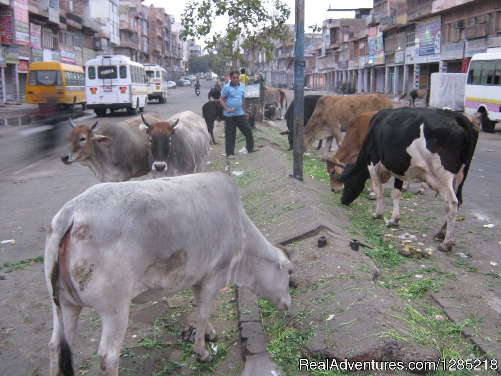 Cows on the road | Motorcycle Tours India -Royal Bike Riders | Image #25/25 | 