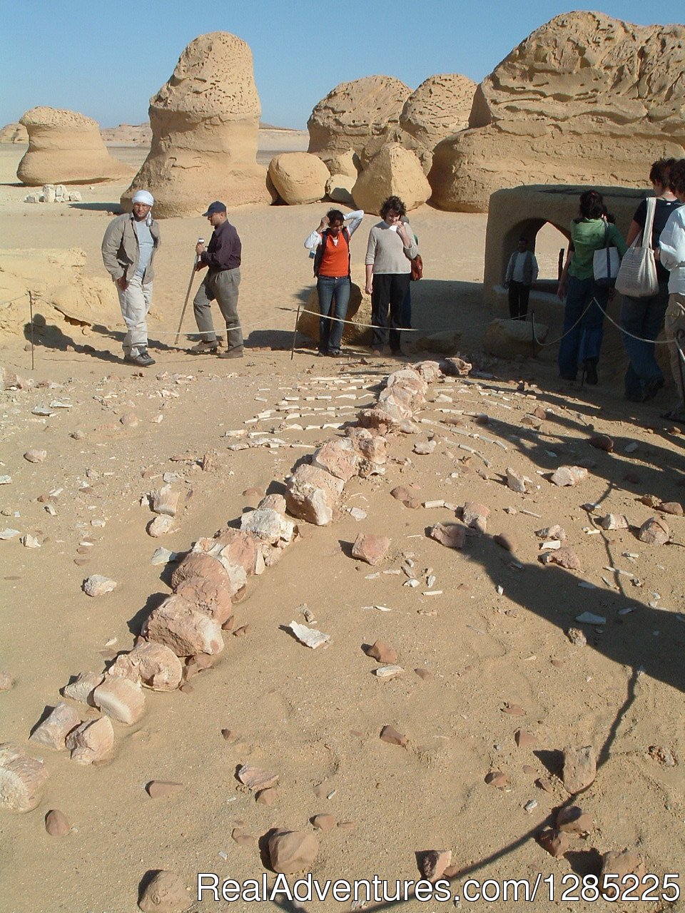Whales Valley | professional  tours in Egypt at affordable price | Image #23/24 | 