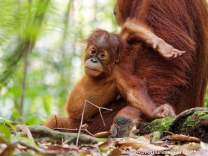2 Days Jungle Trek - Into The Wild Bukit Lawang