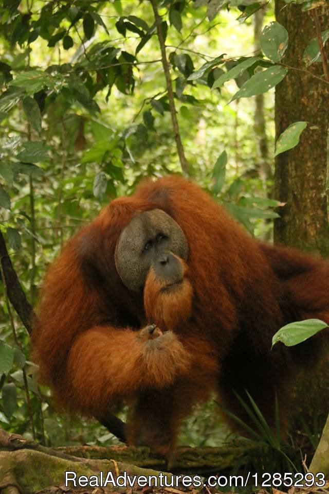 Orang Utan Sumatera | 10 Days Leuser National Park Expedition | Medan, Indonesia | Hiking & Trekking | Image #1/7 | 