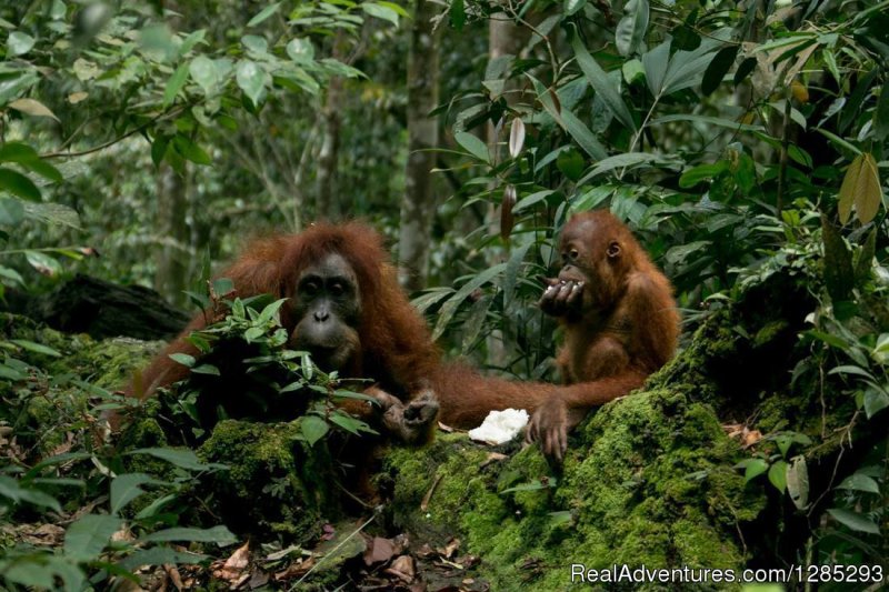 Wila Orang Utan ,in the wild raaain forest | 10 Days Leuser National Park Expedition | Image #4/7 | 