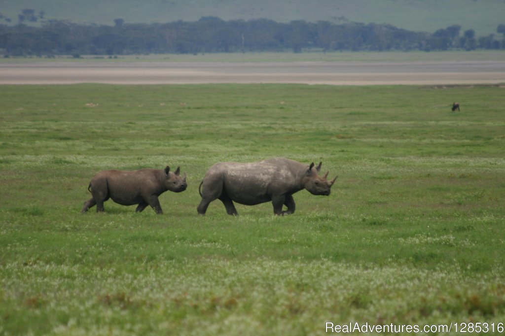 Tanzania safari booking to explore nature wildlife | Image #3/9 | 