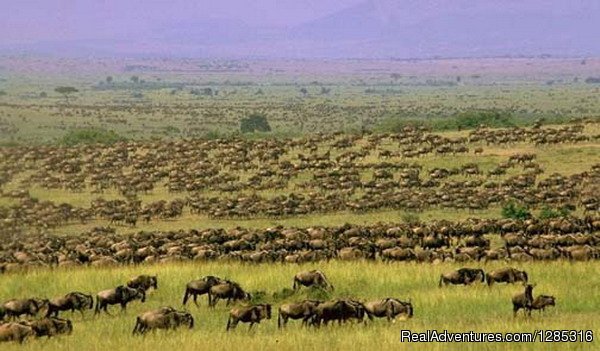 Tanzania safari booking to explore nature wildlife | Image #4/9 | 