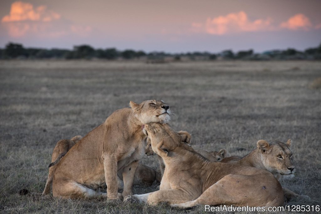 Tanzania safari booking to explore nature wildlife | Image #5/9 | 