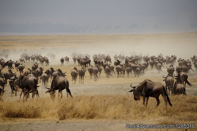 Tanzania safari adventure booking, Africa travel deals | Tanzania safari booking to explore nature wildlife | Image #7/9 | 