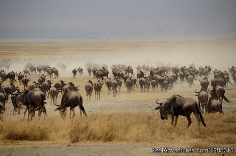 Tanzania safari adventure booking, Africa travel deals