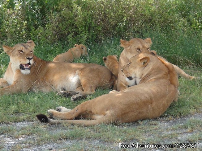 Lion | 4-day Wonders Safari | Image #2/5 | 