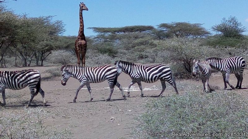 Serengeti | 4-day Wonders Safari | Image #4/5 | 