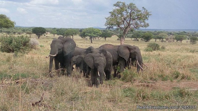Elephant | 4-day Wonders Safari | Image #5/5 | 