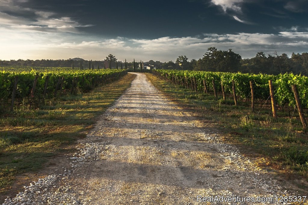 Chianti Vineyard | Wellness Via Tuscany | Image #7/23 | 