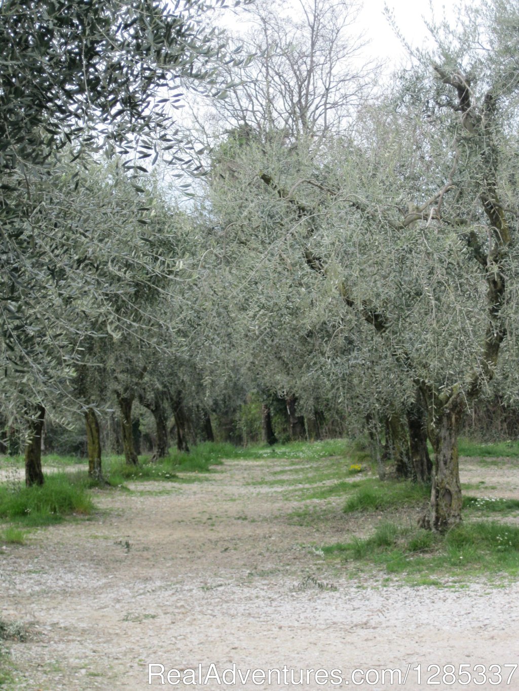 Tuscan Olive Grove | Wellness Via Tuscany | Image #16/23 | 