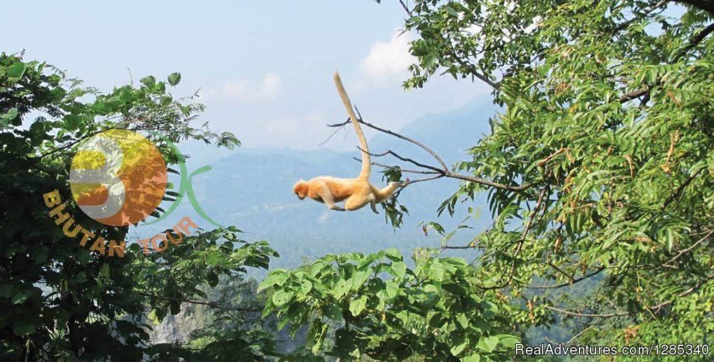 Monkey | Bhutan Travel Agency | Image #5/6 | 