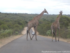 Kruger Park Tours