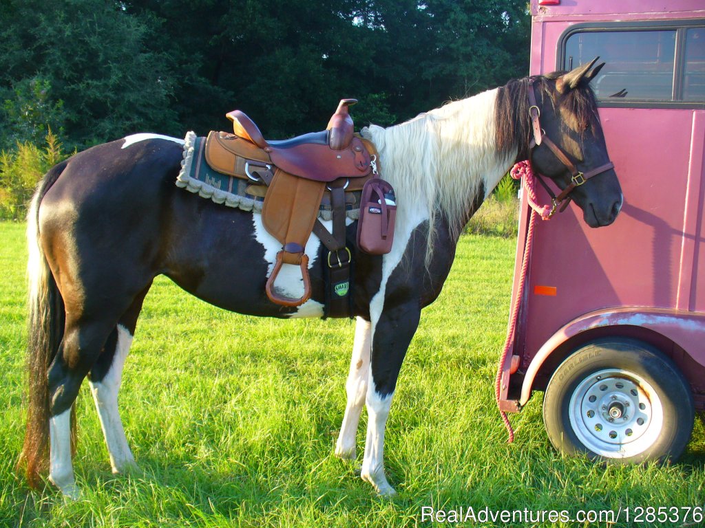 Riding Lessons at Spring Wind Stables | Alachua, Florida  | Horseback Riding & Dude Ranches | Image #1/1 | 