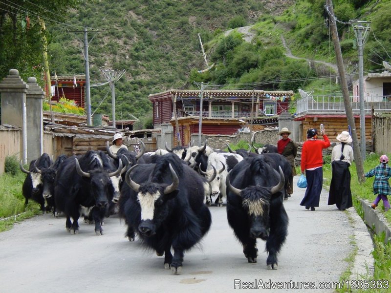 Yaks in the street | Tibet Photo Workshop | Image #5/8 | 