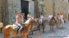 Horse Riding in Rome & Ranch Vacations in Italy | Roma, Italy