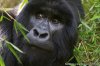 Gorilla & Wildlife Tours Uganda | Kampala, Uganda