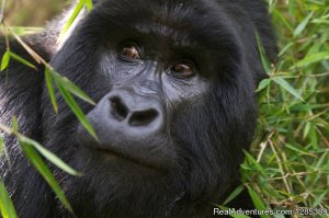 Gorilla & Wildlife Tours Uganda