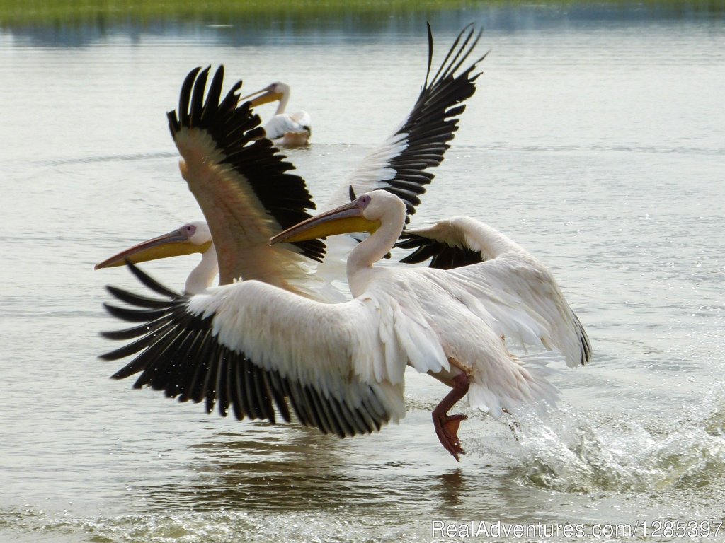 Pelican Birds | Exploring Lake Tana & Blue Nile Falls - Bahir Dar | Image #2/5 | 