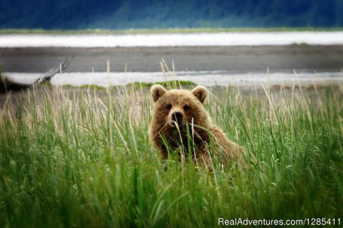 optional bear viewing at Lake Clark