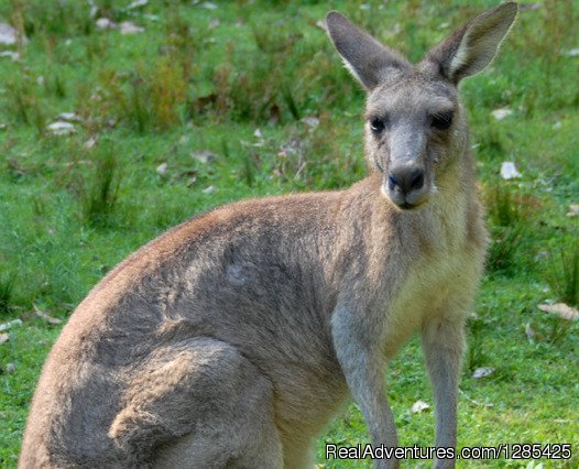 Kangaroo on tour with Travel Ideology | Travel Ideology | Sydney, Australia | Sight-Seeing Tours | Image #1/1 | 
