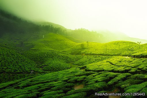 Munnar | Kerala Honeymoon Tour Packages | Image #4/7 | 