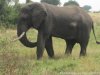 Kagera Safaris - Gorilla and Wildlife Safaris | Kampala, Uganda