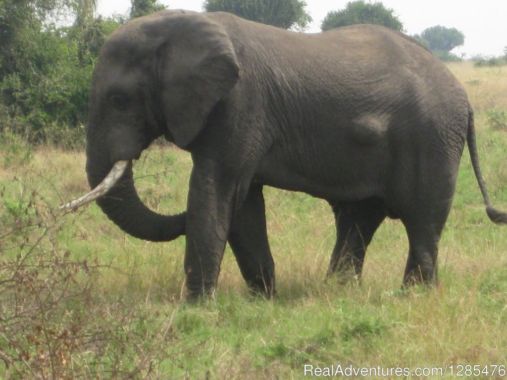 Elephant - Queen Elizabeth national park | Kagera Safaris - Gorilla and Wildlife Safaris | Kampala, Uganda | Wildlife & Safari Tours | Image #1/8 | 