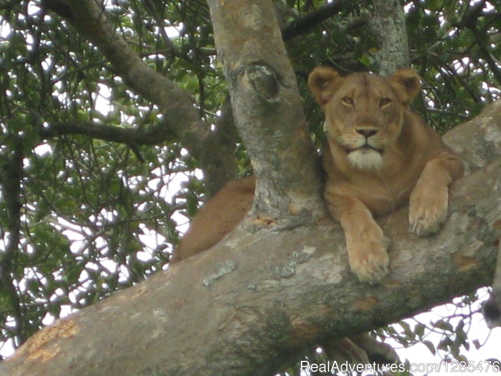 Tree climbing Lions of Ishasha - Queen Elizabeth national pa | Kagera Safaris - Gorilla and Wildlife Safaris | Image #2/8 | 