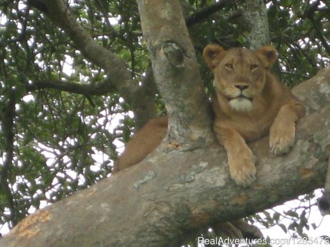 Tree climbing Lions of Ishasha - Queen Elizabeth national pa