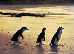 Phillip Island Australia Wildlife Adventure Tours | Williamstown, Australia Sight-Seeing Tours | Pacific Tours