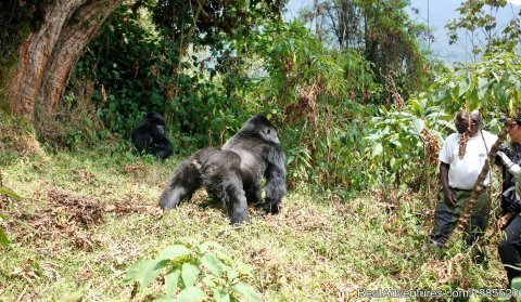 Gorilla tracking day