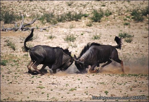 Wildebeest | Conrad's Safaris And Tours | Image #5/6 | 