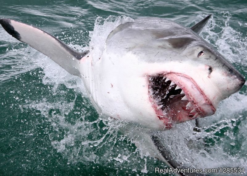 Great White Shark Cage Diving | Conrad's Safaris And Tours | Image #6/6 | 