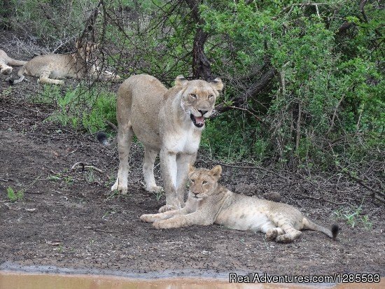 Ntandokazi Tours (Safaris &Tours) | Image #2/11 | 
