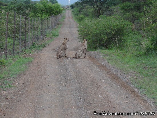 Ntandokazi Tours (Safaris &Tours) | Image #11/11 | 
