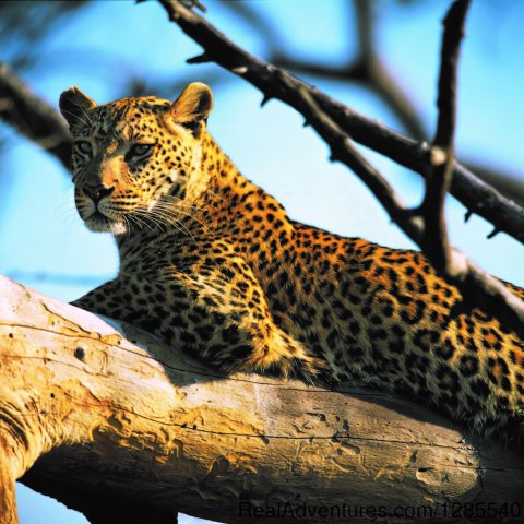 Kruger Park Leopard.