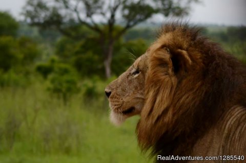 Lion in the Kruger Park