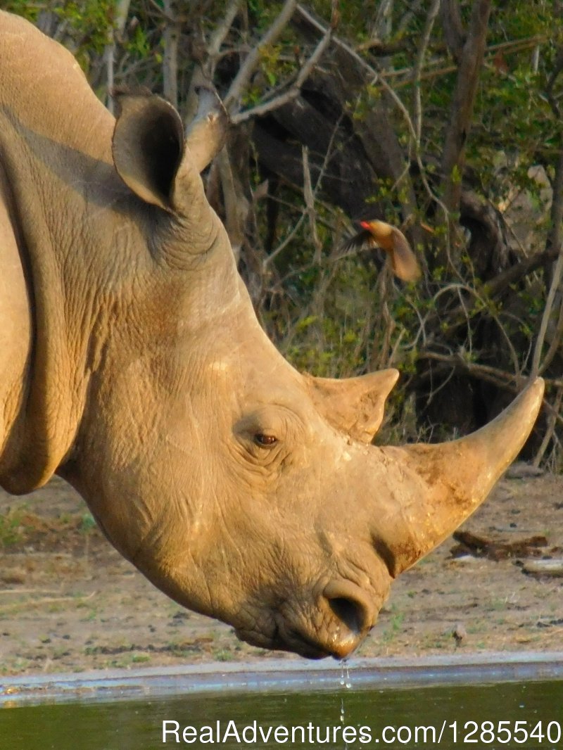 White Rhino in Kruger Park. | Authentic Kruger Park Safari Experiences. | Image #9/11 | 